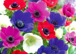 anemonе